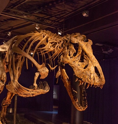 T-Rex fossil